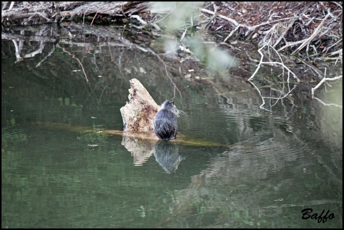 Nutria - Laghetti delle Noghere (TS)